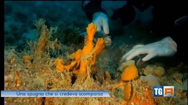 Tegnue in TV смотреть онлайн