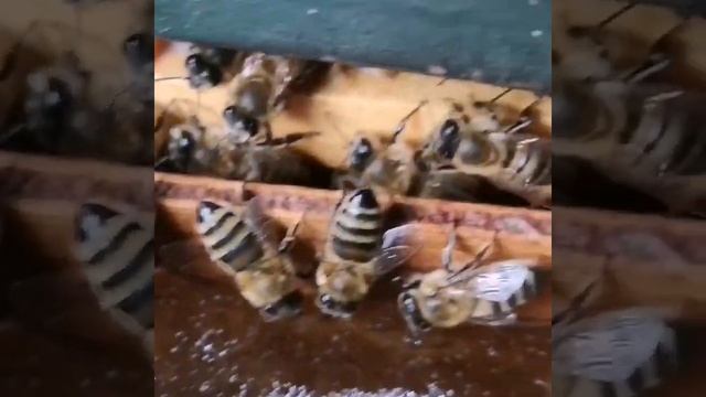 Пчелы дружно едят смотреть онлайн