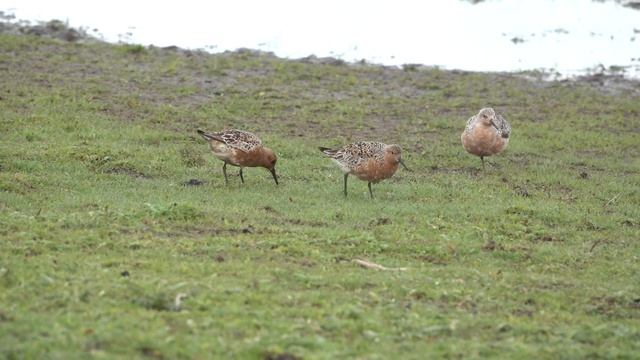 Kanoet Calidris canutus смотреть онлайн