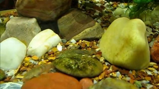 Sewellia lineolata & Schistura balteata _ battle _ битва.wmv смотреть онлайн