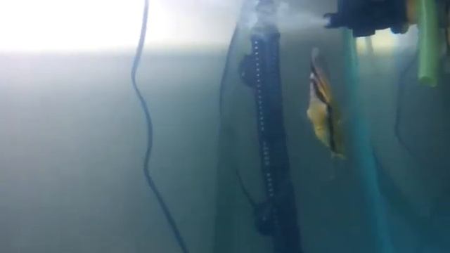 discus wild green смотреть онлайн