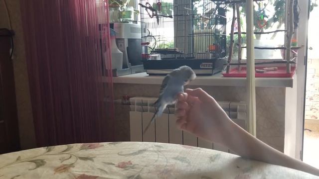 Волнистый попугай Тоша привык к рукам смотреть онлайн