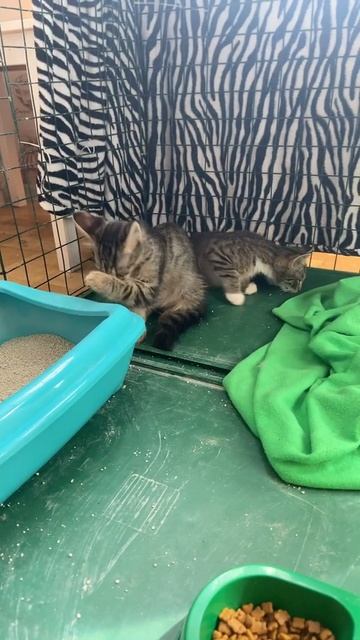 Котёнок Мисти умывается. Нашла добрые ручки смотреть онлайн