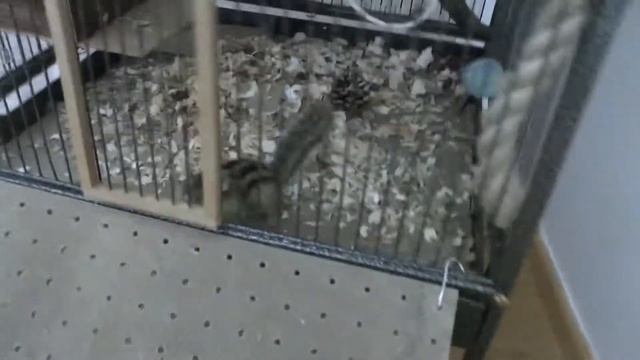 Бурундук Анна хочет погулять смотреть онлайн