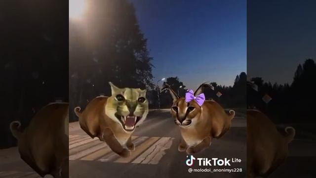 ШЛЁПА И ТРЕНД ТИКТОКА смотреть онлайн