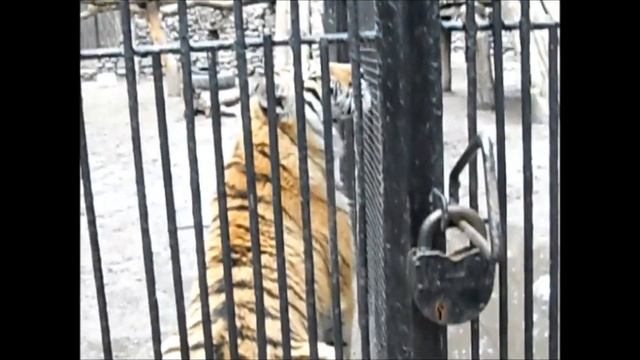 Тигрёнок общается с папой 24.04.18 смотреть онлайн