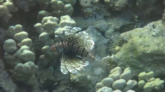 Крылатка-зебра смотреть онлайн