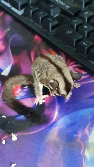 cute ear sugar glider смотреть онлайн