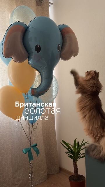 Наш любимый кот✨ смотреть онлайн