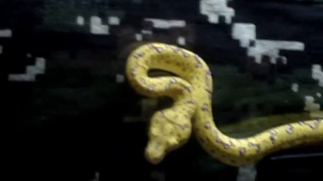 Chondro python "Curtis lowe" смотреть онлайн