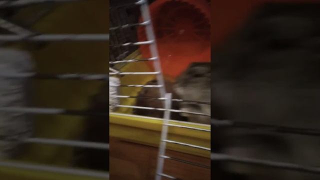 Мой хомяк буба (2) часть (•‿•)(•‿•)ʕ·ᴥ·ʔ смотреть онлайн