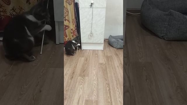 Кошка играет с воланчиком)) Весело , СМОТРИ!!!))) смотреть онлайн