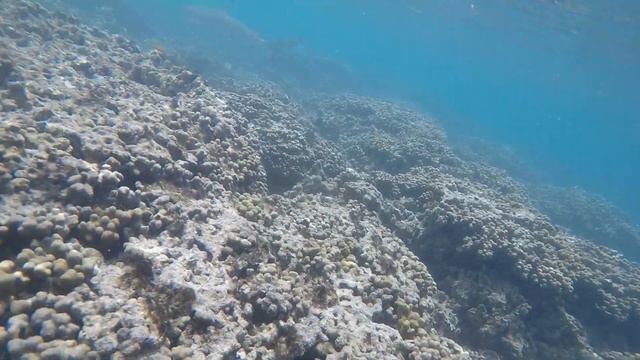 Two Black Tip Reef sharks - Maldives смотреть онлайн