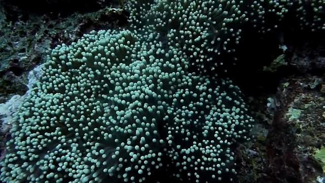 Diving Thailand 2016 смотреть онлайн