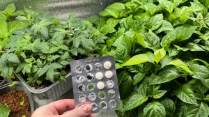 1 ТАБЛЕТКА и РАССАДА РАСТОЛСТЕЕТ НА ГЛАЗАХ, Растет только в ширь и будет толстым крепышом