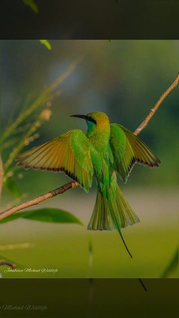 Green #beeeater #closeup s by Johnbosco Michael using #sonya7r4 #sony200600 #reels #viral смотреть онлайн