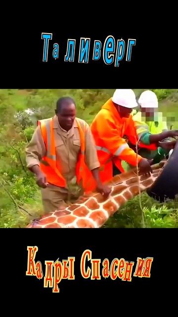 Кадры спасения животных Жираф Красиво Круто Супер Интересное видео Спасение Позитив #shorts смотреть онлайн