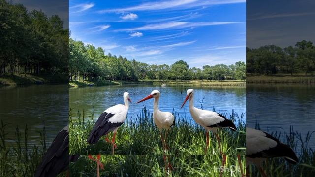 ВСЕМ-ВСЕМ ✌️✌️ ДОБРОГО ДНЯ И ХОРОШЕГО НАСТРОЕНИЯ НА 💯 ВСЕ 💯💯!!! смотреть онлайн