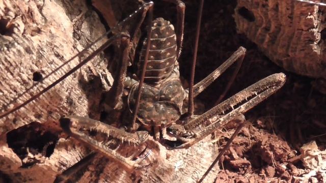 GEISSELSPINNE / DAMON MEDIUS / TAILLESS WHIP SCORPION смотреть онлайн