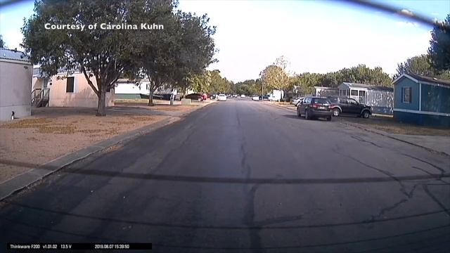 WATCH: Close encounter with escaped zebra caught on camera смотреть онлайн