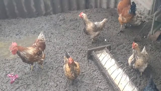 Куры ко-ко-ко смотреть онлайн
