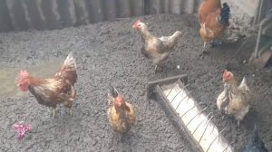 Куры ко-ко-ко