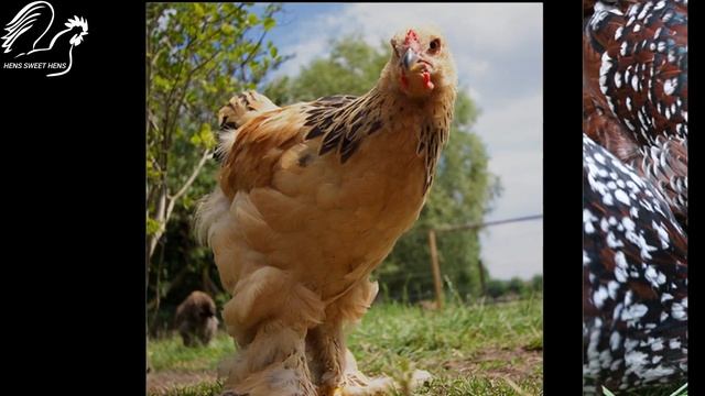 The Ultimate Guide to Broody Hens: Everything You Need to Know смотреть онлайн