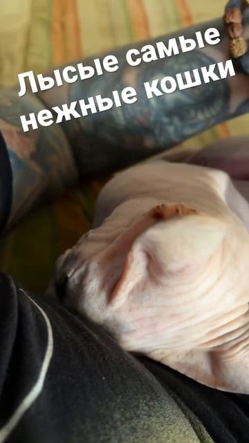 Самая нежная кошка смотреть онлайн