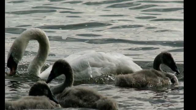 Biale labedzie xvid смотреть онлайн