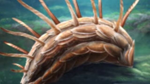 Wiwaxia Tribute смотреть онлайн