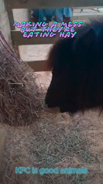 My Carriage Horse #shorts смотреть онлайн