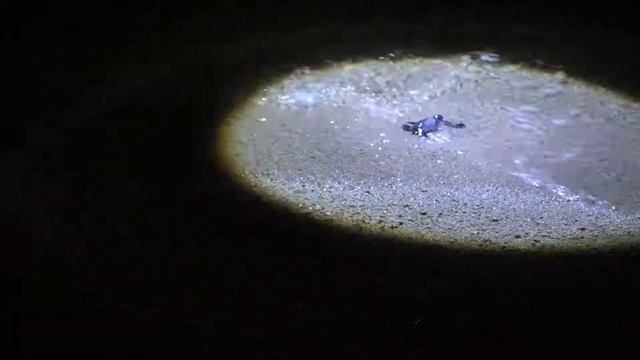 Last Baby Turtles reach the sea @ Selingan Turtle Island, Borneo смотреть онлайн