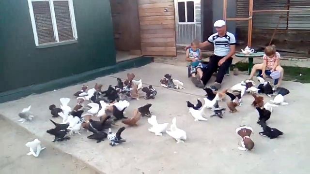 СТАТНЫЕ ГОЛУБИ ДРУГА !!! смотреть онлайн