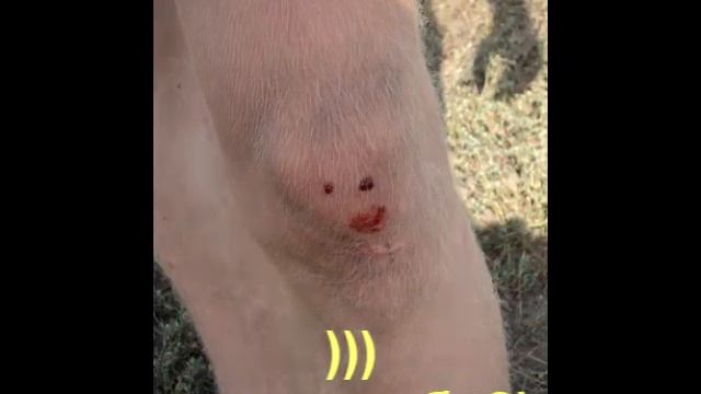 BikeShow 2011 смотреть онлайн