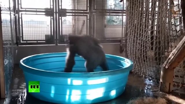 Зажигательный танец Гориллы в бассейне смотреть онлайн