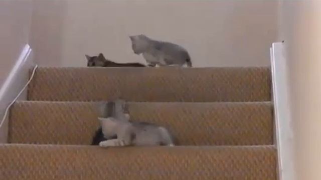 Kittens play on a ladder! Котята играют на лестнице! смотреть онлайн