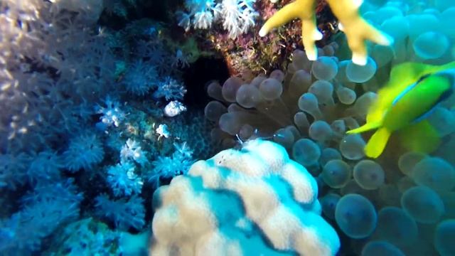Red Sea Clownfish - Amphiprion bicinctus - Deep South 2014 смотреть онлайн