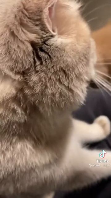 нервный кот смотреть онлайн