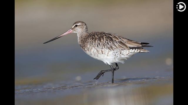 Wikipedia Picture of the Day: 2021-07-18 - Bar-tailed godwit (Narrated by Emma) смотреть онлайн