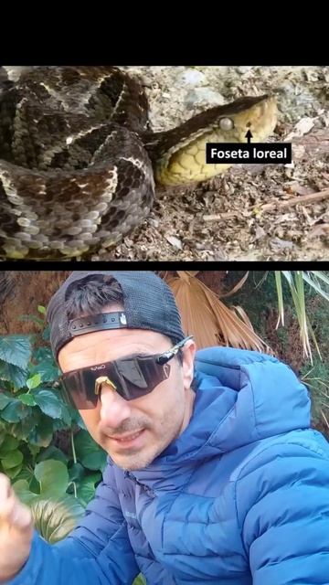 Cómo saber si una SERPIENTE es venenosa.#shorts #supervivencia #sabiasque смотреть онлайн