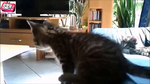 Смешные кошки 8 смотреть онлайн
