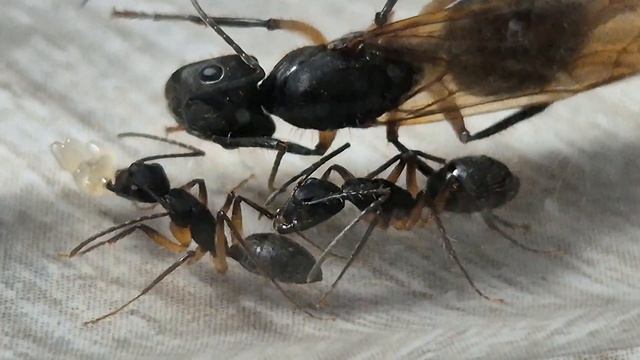 Camponotus renggeri смотреть онлайн