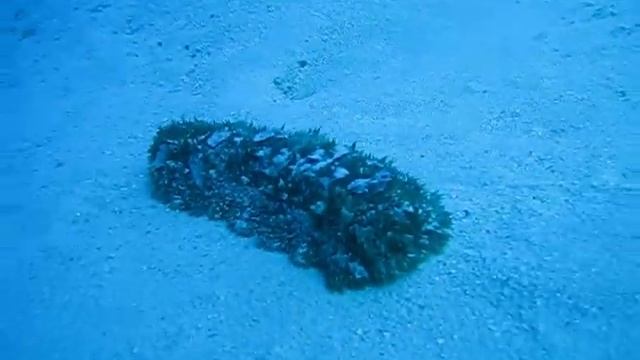 Kittiwake смотреть онлайн