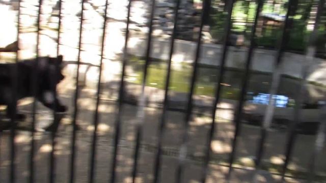 Гималайские медвежата ходят за мамой 09.08.18 смотреть онлайн