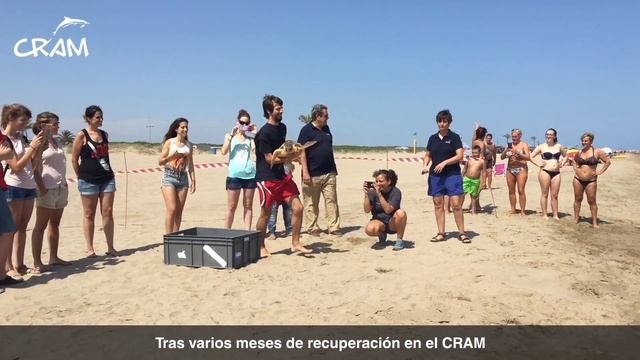 Liberación de las tortugas Rita y Rose смотреть онлайн