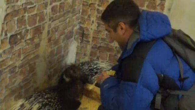 Дикобраз - динозавр смотреть онлайн