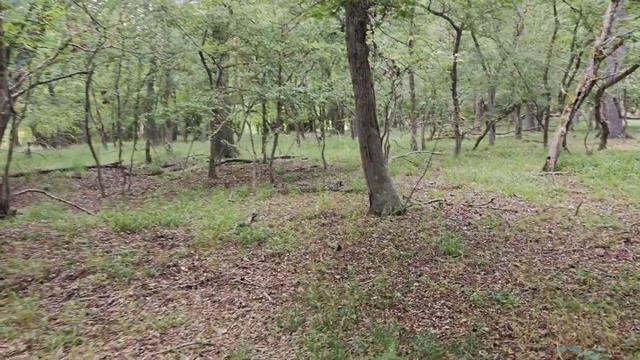 Самурский лес - встреча с диким медведем смотреть онлайн