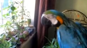 Попугай ара поёт.mp4