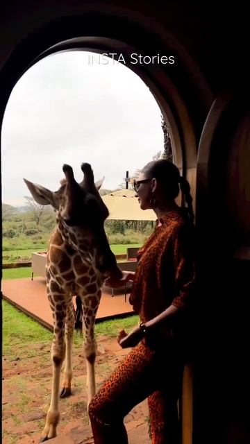 Елену Блиновскую поцеловал жираф 🦒😘 смотреть онлайн