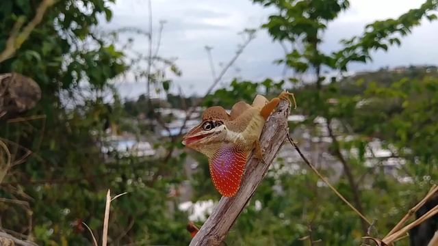 Anolis pulchellus смотреть онлайн